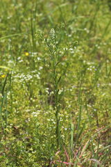 Lepidium virginicum virginicum