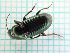Harpalus distinguendus