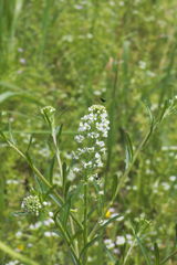 Lepidium virginicum virginicum