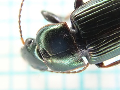 Harpalus distinguendus