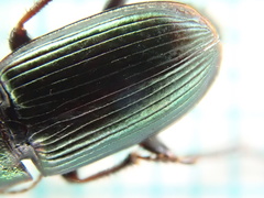 Harpalus distinguendus