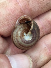 Webbhelix multilineata