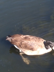 Branta canadensis