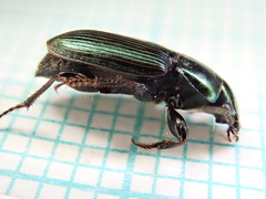 Harpalus distinguendus
