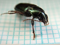 Harpalus distinguendus