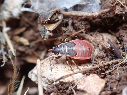 Pyrrhocoris marginatus photographed in Albania
