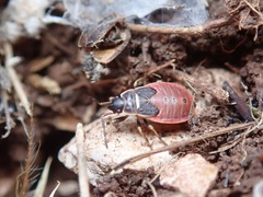 Pyrrhocoris marginatus