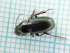 Harpalus distinguendus