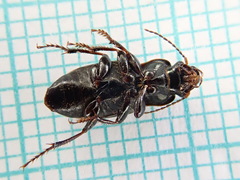 Harpalus distinguendus