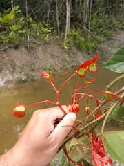 Begonia radicans