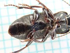 Harpalus distinguendus