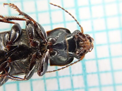 Harpalus distinguendus