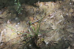 Isoetes melanopoda