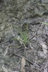 Isoetes melanopoda