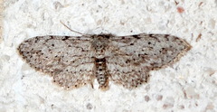 Pimaphera sparsaria