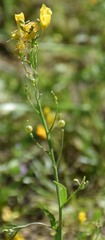 Physaria gracilis