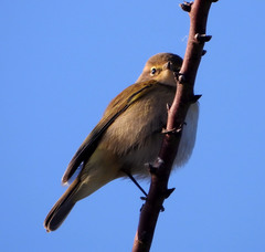 Phylloscopus collybita