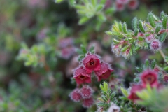 Erica haematocodon