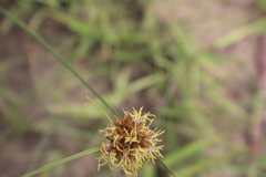 Cyperus vestitus