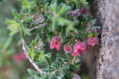 Erica haematocodon