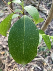 Eugenia pseudopsidium