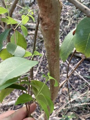 Eugenia pseudopsidium