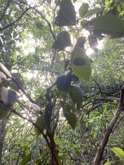 Eugenia pseudopsidium