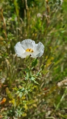 Argemone hunnemannii