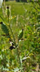 Argemone hunnemannii