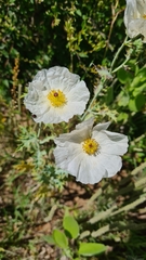 Argemone hunnemannii