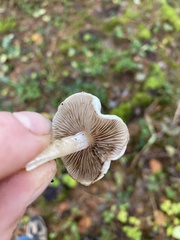 Inocybe pudica