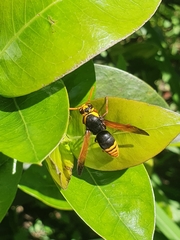 Rhynchium superbum