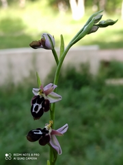 Ophrys reinholdii straussii
