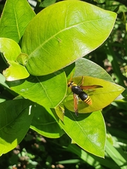 Rhynchium superbum