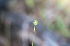 Carex reniformis