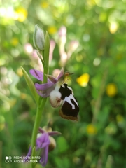 Ophrys reinholdii straussii