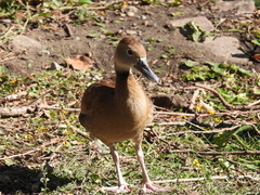 Dendrocygna autumnalis