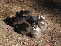Cairina moschata domestica