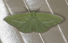 Iulops argocrana