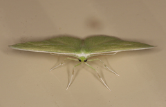 Iulops argocrana