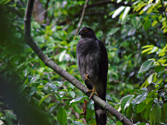 Accipiter bicolor image
