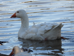 Anser anser domesticus