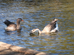 Anser cygnoides domesticus