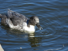 Anas platyrhynchos domesticus