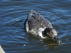 Anas platyrhynchos domesticus