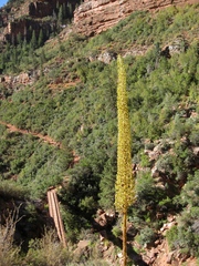Agave utahensis kaibabensis