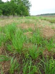 Juncus dichotomus