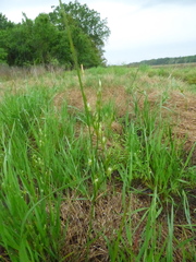 Juncus dichotomus