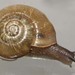 Gray-foot Lancetooth Snail - Photo (c) Aydin Örstan, some rights reserved (CC BY-NC-ND)