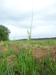 Juncus dichotomus